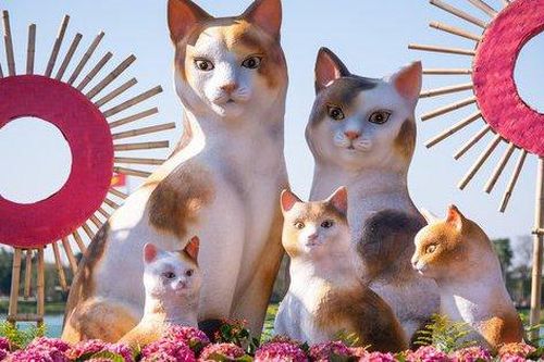Đàn mèo ở Huế xuất hiện: Con được khen không tiếc lời, con bị chê giống chuột