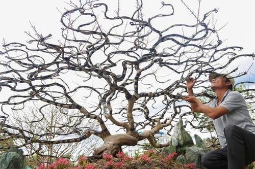 Cận cảnh hoa bạch đào Lào Cai quý hiếm cùng đào Nhật Tân trăm triệu, mai vàng tiền tỉ năm Quý Mão chờ đại gia xuống tiền