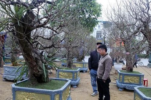 Bạo tay chi tiền tỷ nhập đào về bán Tết dù thị trường ảm đạm