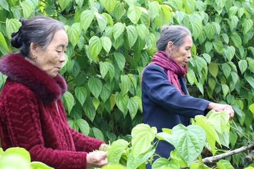 Làng trầu 'tiến vua' chạy đua vụ Tết