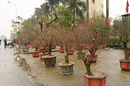 Hà Tĩnh: Thị trường mai, đào ảm đạm, chủ vườn vội hạ giá 'vớt vát' vốn
