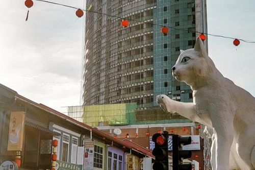 Có một thành phố nơi loài mèo được xuất hiện ở khắp mọi nơi