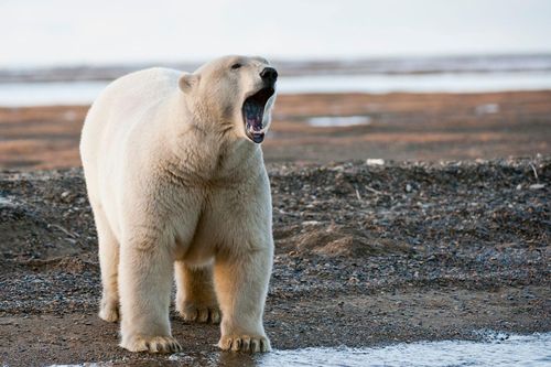 Gấu Bắc cực tấn công khiến 2 mẹ con tử vong ở Alaska
