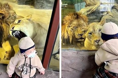 Sư tử cố vồ lấy đứa bé qua lớp kính trong suốt