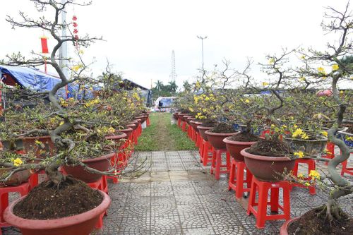 Chợ hoa Tết lớn nhất Đà Nẵng vắng người mua