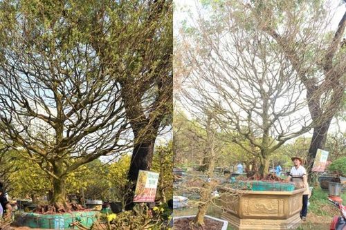 Chiêm ngưỡng cây mai khủng 4 tỷ tại chợ hoa Sài Gòn