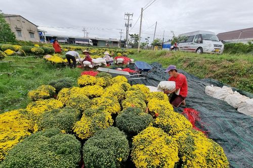 Rộn ràng làng hoa xuân miền Tây