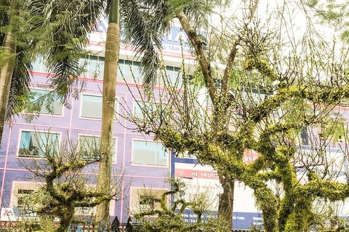 Lạ mắt những cây cảnh chưng Tết ở phố Vinh