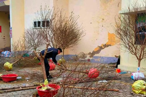 Buôn bán ế ẩm, tiểu thương chặt bỏ đào chiều 28 Tết