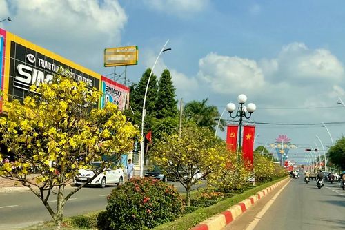 Hơn 900 cây mai vàng khoe sắc trên dải phân cách ở Bà Rịa - Vũng Tàu