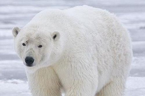 Gấu Bắc Cực cắn chết 2 người ở bang Alaska
