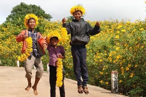 Dải lụa vàng óng ả phủ khắp núi lửa Chư Đăng Ya