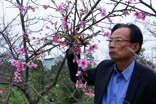 Bán nhà mua cây, 7 năm sau lão nông đất Cảng sở hữu vườn hoa anh đào bạc tỷ