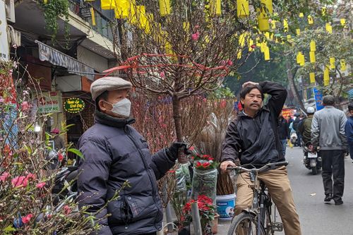 Ít người mua cành đào tiền triệu ở chợ hoa Hàng Lược ngày 29 Tết