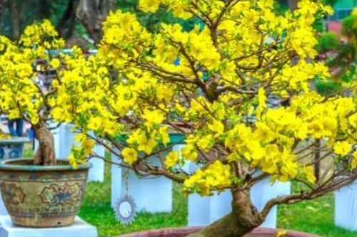 Mẹo để hoa mai, hoa đào nở đúng ngày Tết