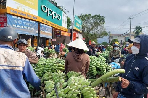 'Thủ phủ' chuối mật mốc nhộn nhịp người mua, kẻ bán ngày cuối năm