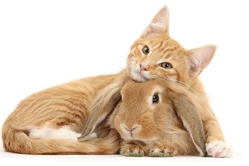Giải mã thú vị: Vì sao chỉ Việt Nam mới có con giáp Mèo?