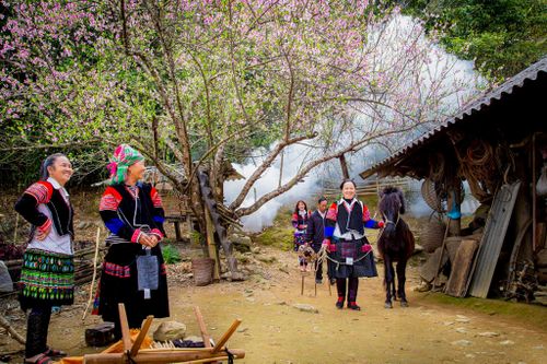 Giữ sắc đào rừng trên cao nguyên đá