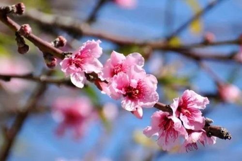 Thời tiết Tết Quý Mão 2023 từ 29 tháng Chạp đến mùng 5