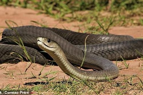 Nữ sinh 17 tuổi thiệt mạng trong lớp học vì rắn mamba đen