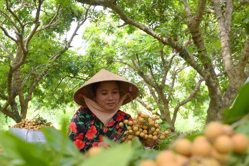 Về thăm khu vườn đặc sản nổi tiếng thơm ngon ở xứ Công tử Bạc Liêu