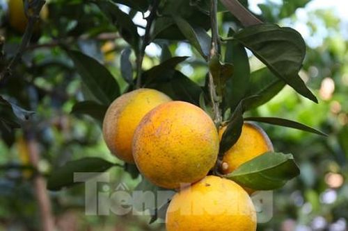 Lý do người dân Xã Đoài rao bán tới 80.000 đồng 1 quả cam
