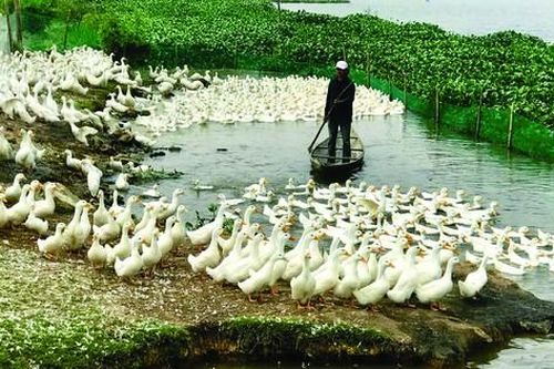 Nằm nghe Tết đến giữa đồng