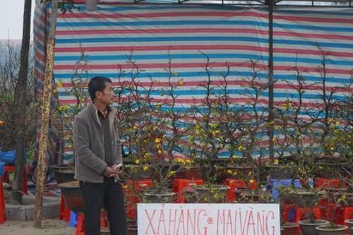 Treo biển 'đại hạ giá' đào, quất sớm