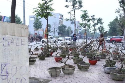 Mai vàng, lan, quất xả hàng vẫn ế ngày 29 Tết