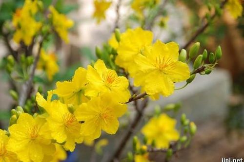 Xuân lại về