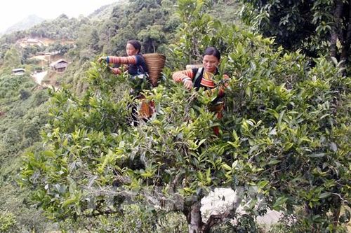 Phát triển thương hiệu chè Shan tuyết Tà Xùa