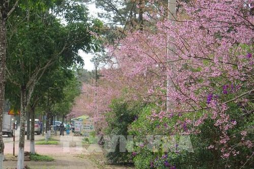 Mai anh đào Măng Đen khoe sắc dịp Tết Nguyên đán 2023