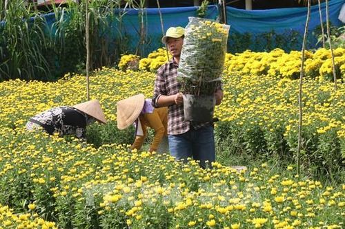 Nghề trồng hoa Tết truyền thống thành phố Mỹ Tho khởi sắc