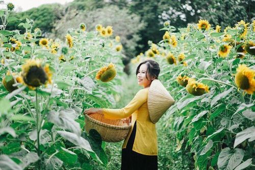 Dòng 'thác hoa' mang Xuân về cho đồi Tức Dụp