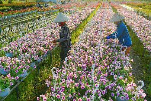 Làng hoa Sa Đéc rực rỡ sắc hoa đón chào Xuân mới