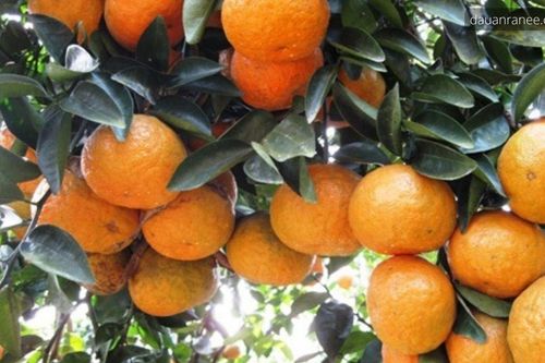 Phân bón Văn Điển: Biến đồi hoang cằn cỗi thành vùng chuyên canh nổi tiếng