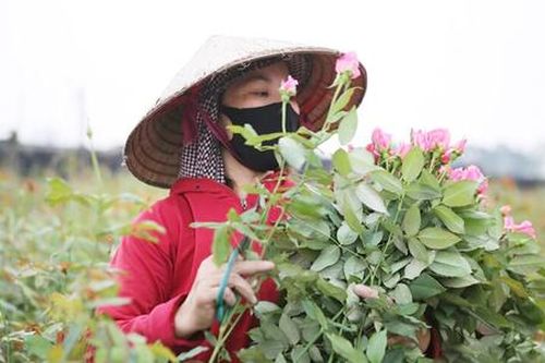 Tết về Bách Thuận mua hoa