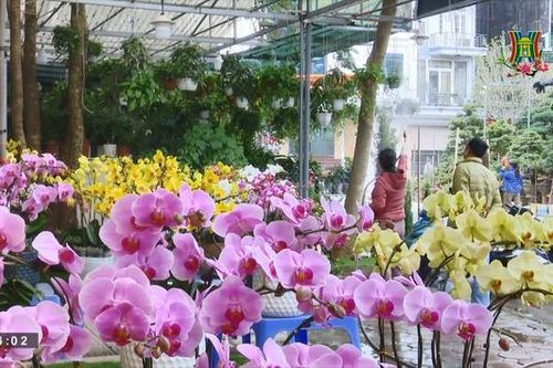 Không khí đón Xuân tại các chợ hoa Hà Nội