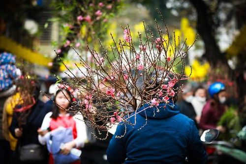 Tấp nập chợ hoa Hàng Lược ngày cận Tết