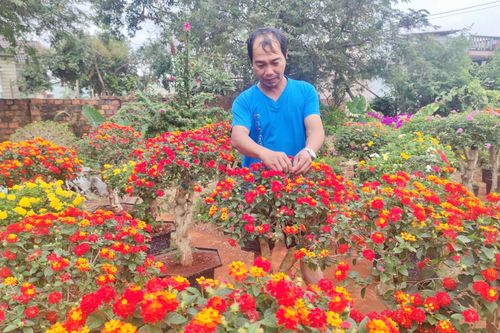 Biến cây dại thành hoa ngũ sắc, nông dân 'hốt bạc' dịp Tết
