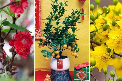 Tết đến, dân tình đổ xô đi mua đào, quất, mai... nhưng ít ai biết ý nghĩa sâu xa của việc chơi cây ngày Tết cổ truyền