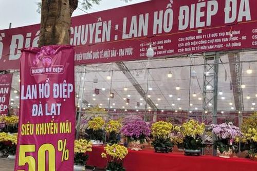 Ngày 29 Tết, Lan Hồ Điệp sale tới 50% vẫn vắng khách