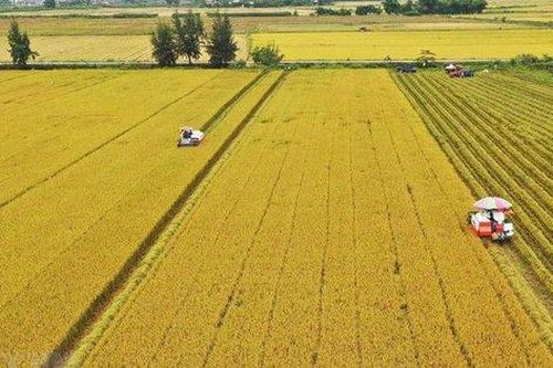 Đất lúa trong quy hoạch có được gia hạn sử dụng?