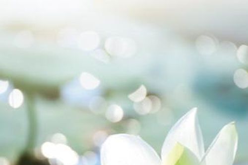 Ngày đó có một dòng thơ Bình Định