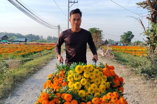 Sắc xuân Đông Nam bộ