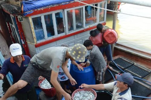 Ngư dân Quảng Ngãi hốt bạc vì trúng đậm cá cơm trong chuyến biển ngày cuối năm