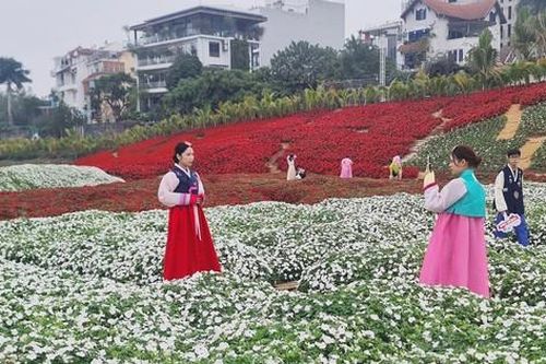 Mở cửa Thung lũng hoa hồ Tây cho người dân, du khách tham quan miễn phí