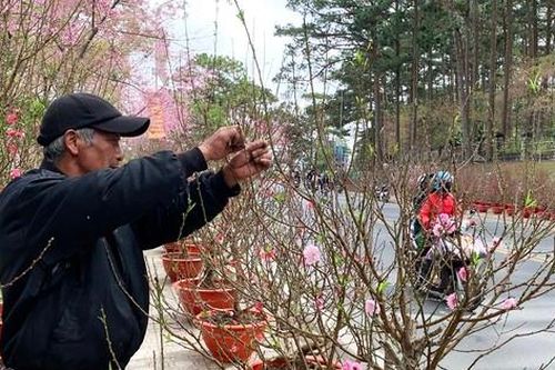'Hoa cười, người khóc', nhiều nhà vườn ở thủ phủ hoa đào miền Nam thất thu