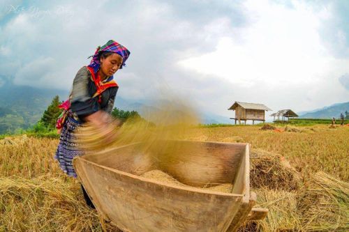 Dẻo thơm hạt cốm giữa lưng trời