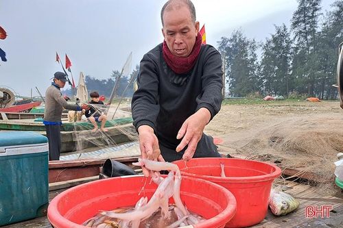 Đắt như... cá cháo ngày cuối năm ở Nghi Xuân